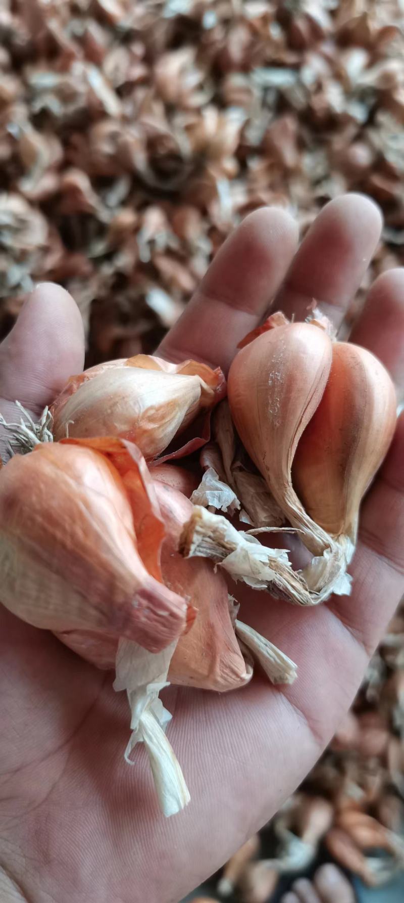 小黄葱铁杆葱小香葱黄葱四季葱