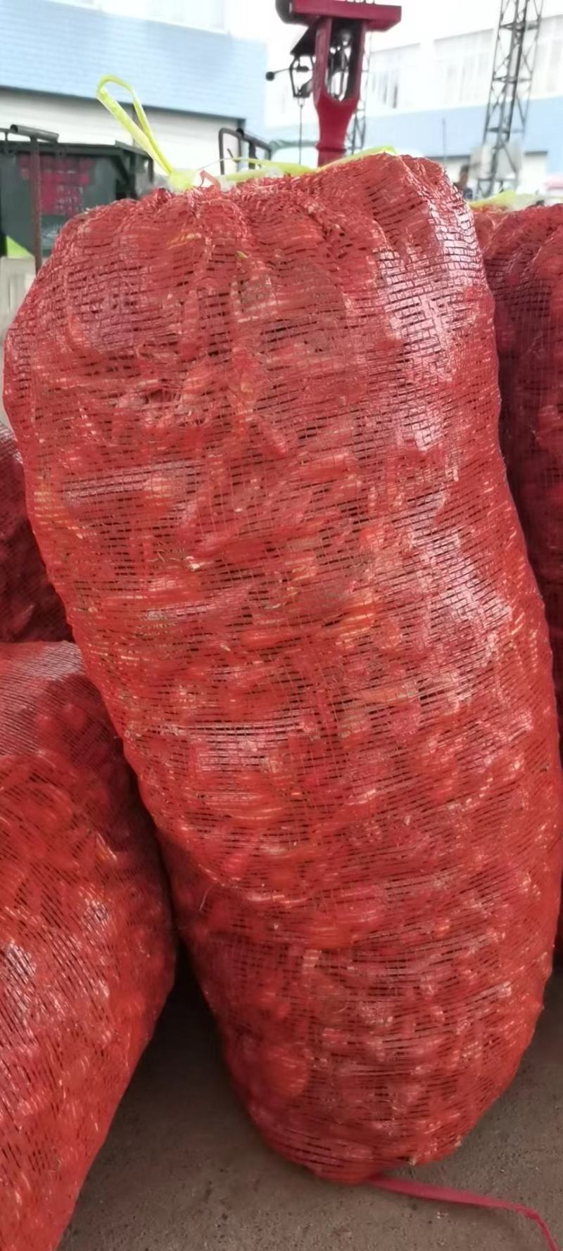 小黄葱铁杆葱小香葱黄葱四季葱