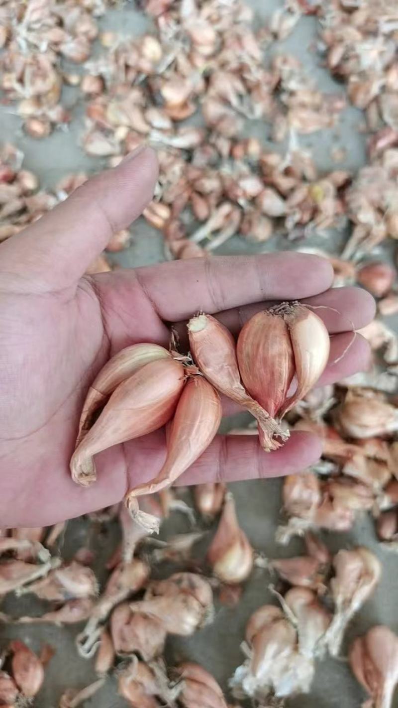 小黄葱铁杆葱小香葱黄葱四季葱