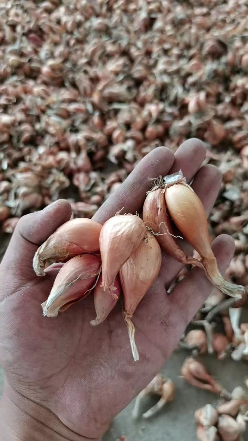 小黄葱铁杆葱小香葱黄葱四季葱