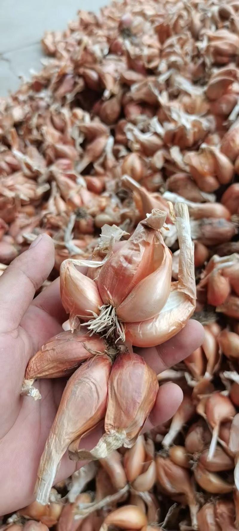 小黄葱铁杆葱小香葱黄葱四季葱