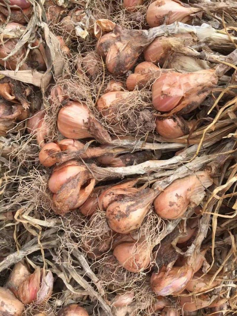 小黄葱铁杆葱小香葱黄葱四季葱
