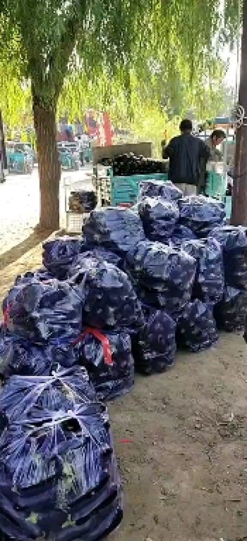 黑棒茄子，长茄黑宝，布莱迪烧烤茄大量上市中，油光发亮代发
