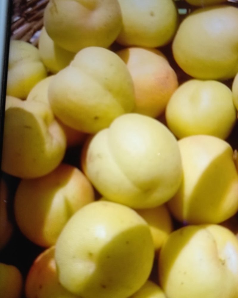 银白杏