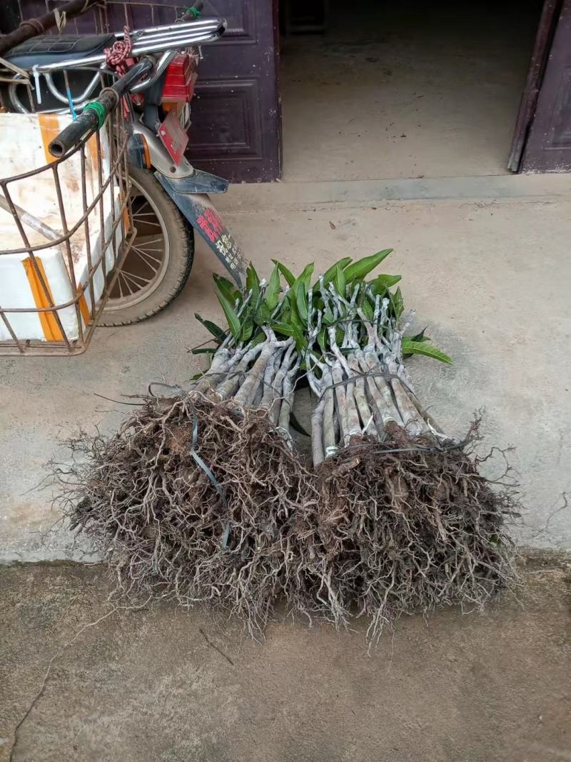台农贵妃芒果打发货，有需要得老板请联系我