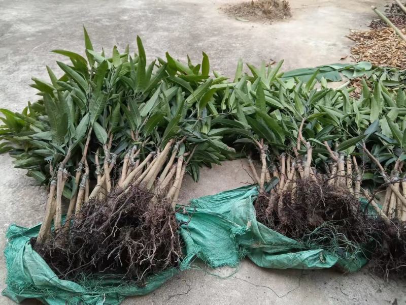 台农贵妃芒果打发货，有需要得老板请联系我
