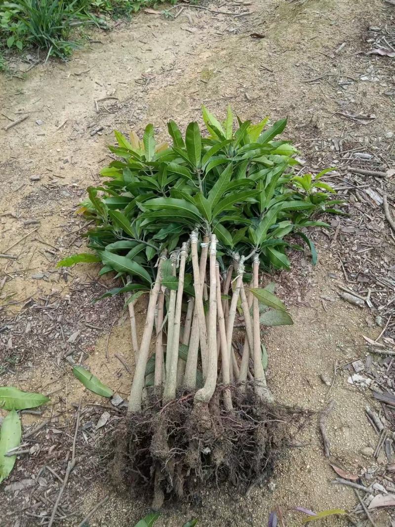 台农贵妃芒果打发货，有需要得老板请联系我