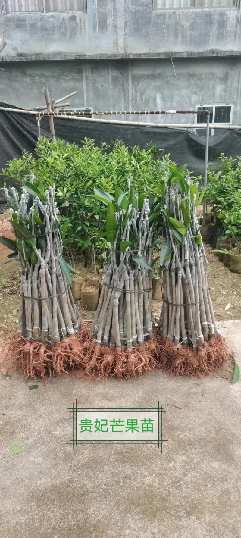 台农贵妃芒果打发货，有需要得老板请联系我