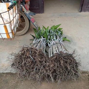 台农贵妃芒果打发货，有需要得老板请联系我