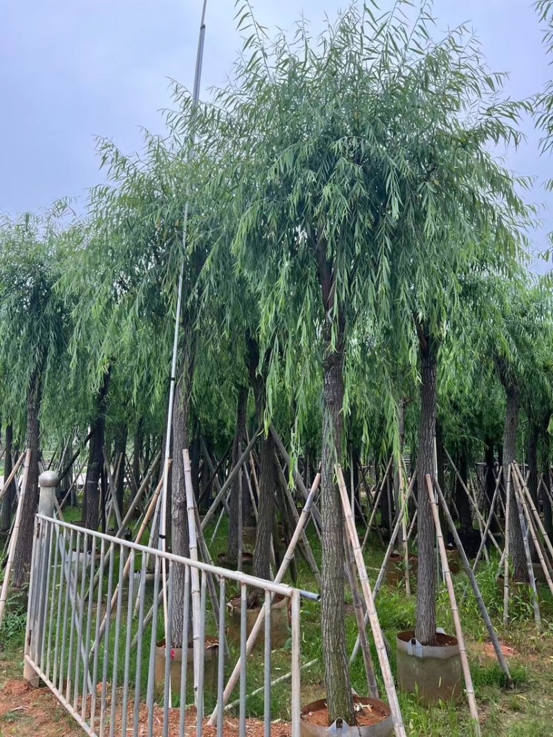 柳树，5分-20分各规格大量现货出售，支持视频看货