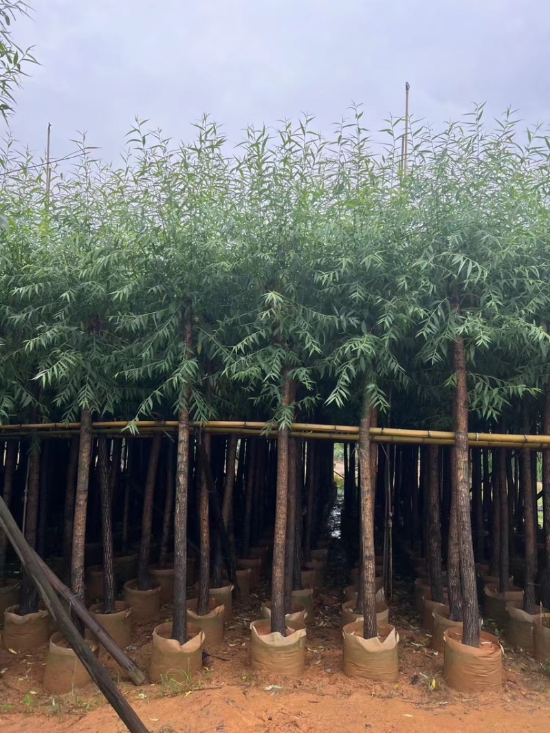 柳树，5分-20分各规格大量现货出售，支持视频看货