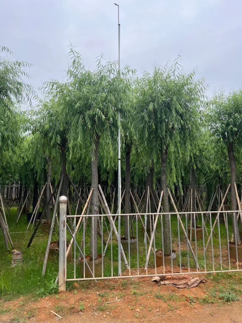 柳树，5分-20分各规格大量现货出售，支持视频看货