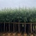 柳树，5分-20分各规格大量现货出售，支持视频看货