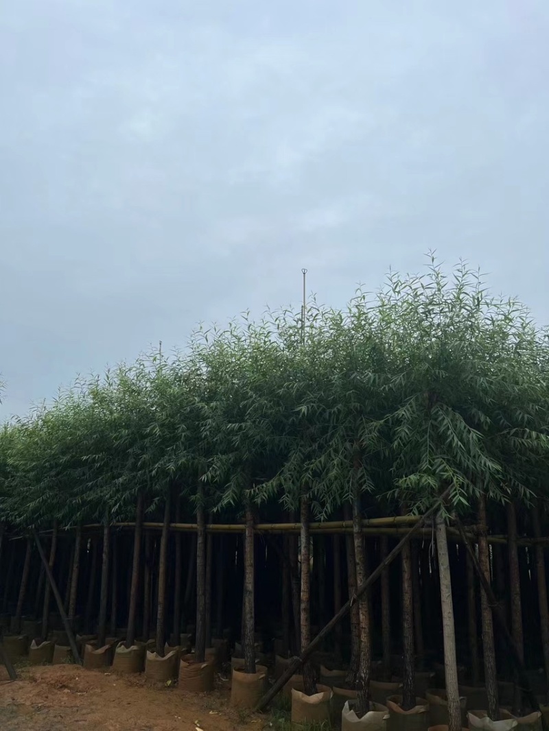 柳树，5分-20分各规格大量现货出售，支持视频看货