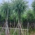 柳树，5分-20分各规格大量现货出售，支持视频看货
