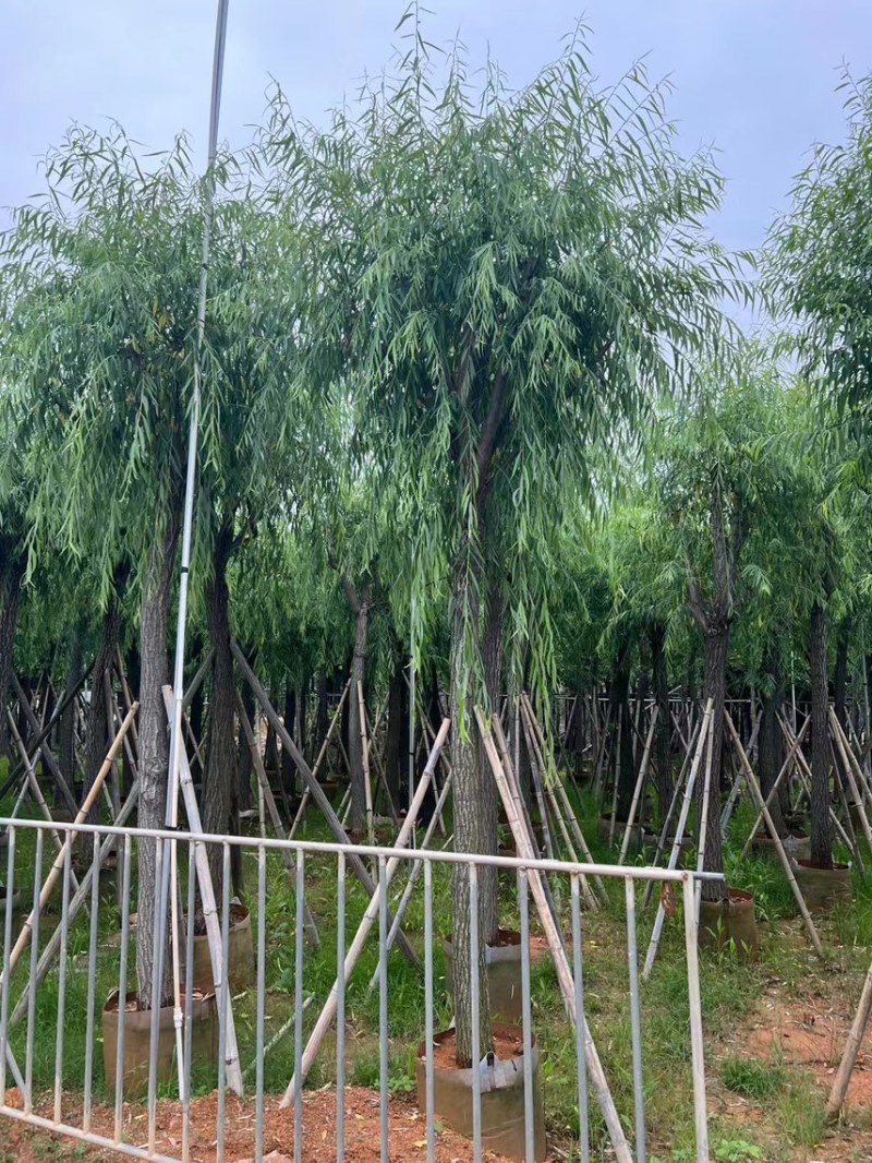 柳树，5分-20分各规格大量现货出售，支持视频看货