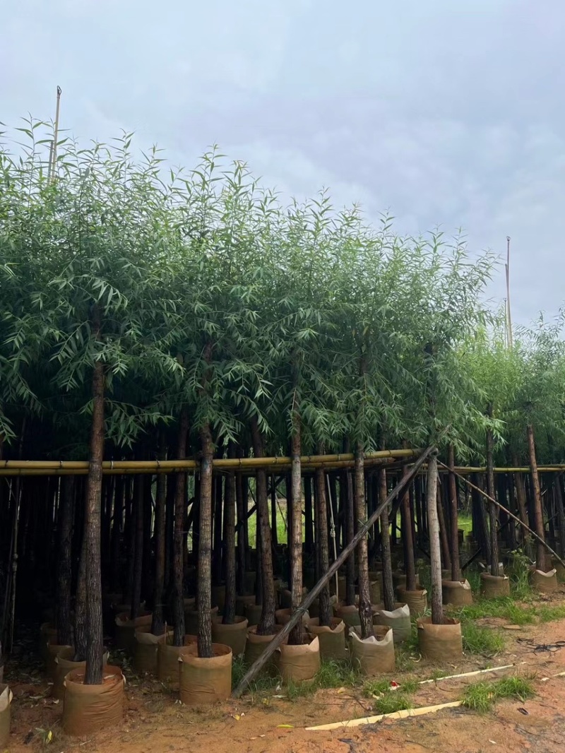 柳树，5分-20分各规格大量现货出售，支持视频看货