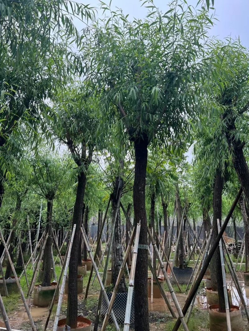 柳树，5分-20分各规格大量现货出售，支持视频看货