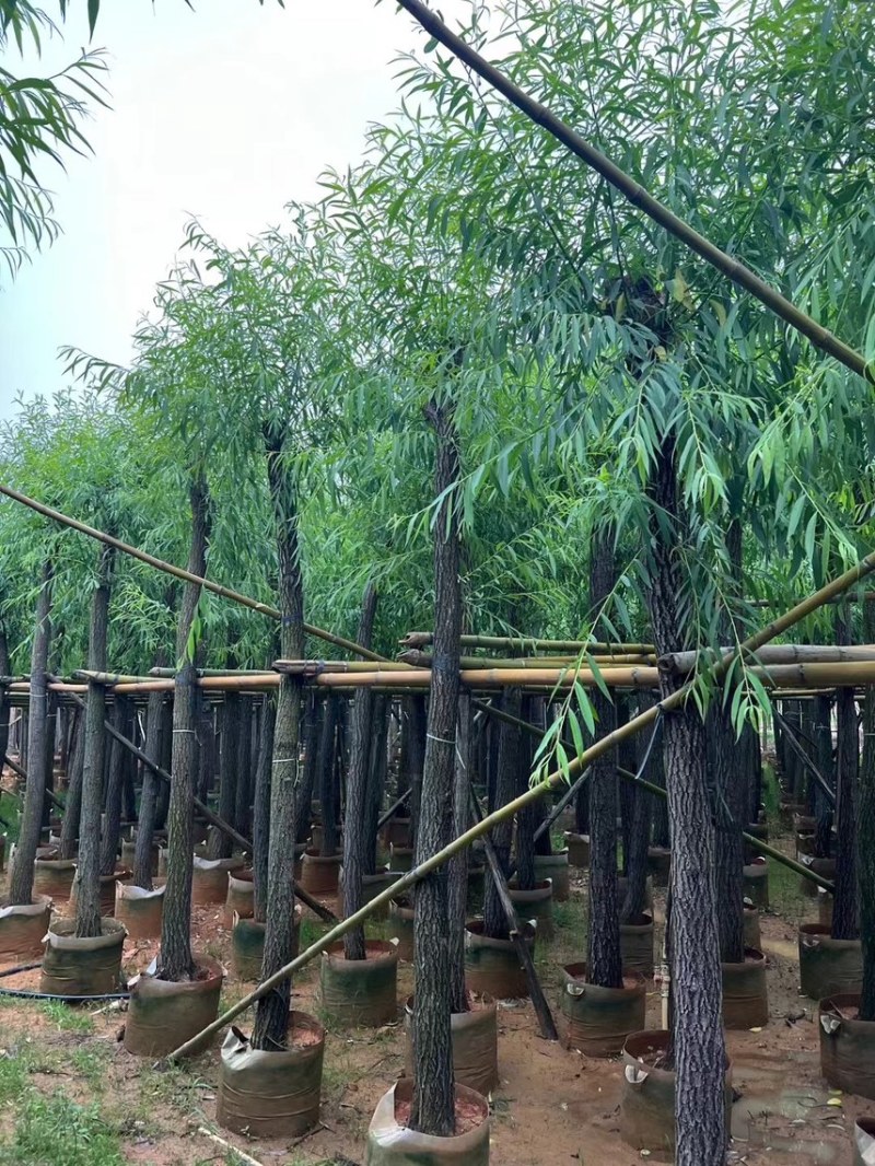 柳树，5分-20分各规格大量现货出售，支持视频看货
