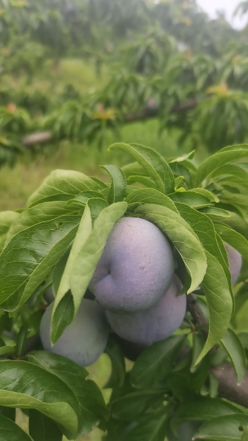 五月脆李子，脆,甜,可口。。。。。。。。。