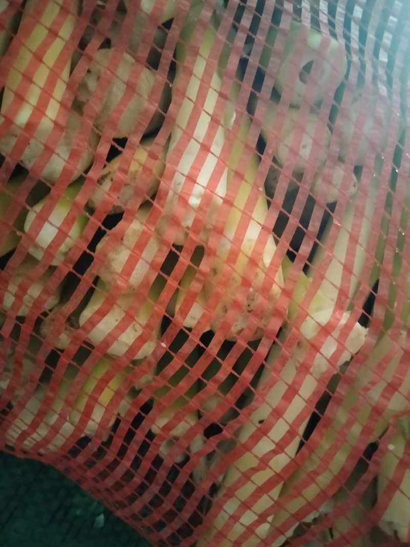 赤竹竹笋质量好价格便宜规格齐全欢迎咨询