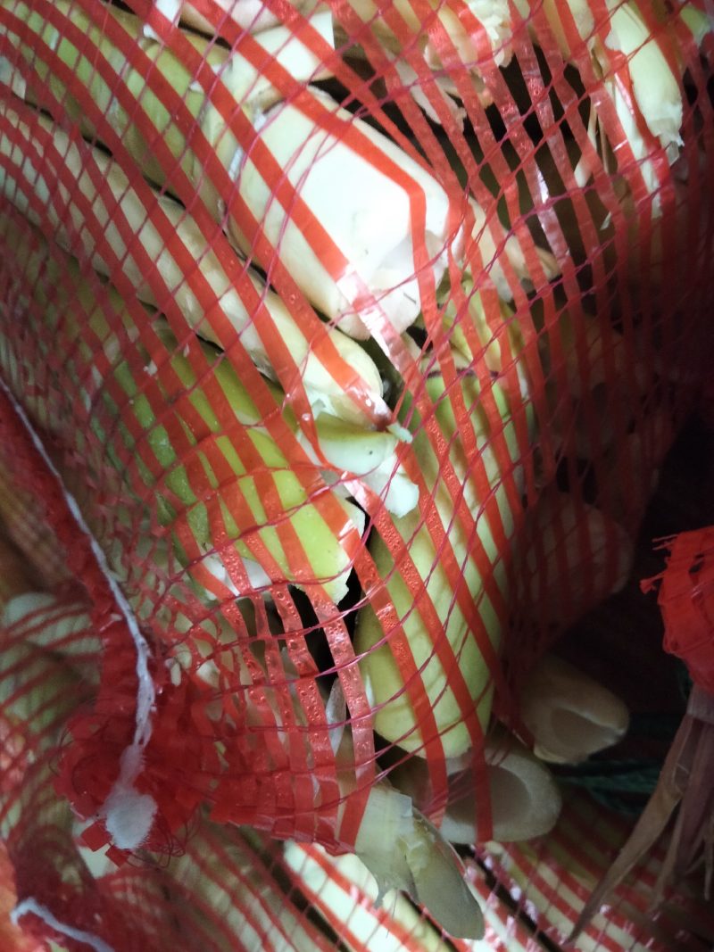 赤竹竹笋质量好价格便宜规格齐全欢迎咨询