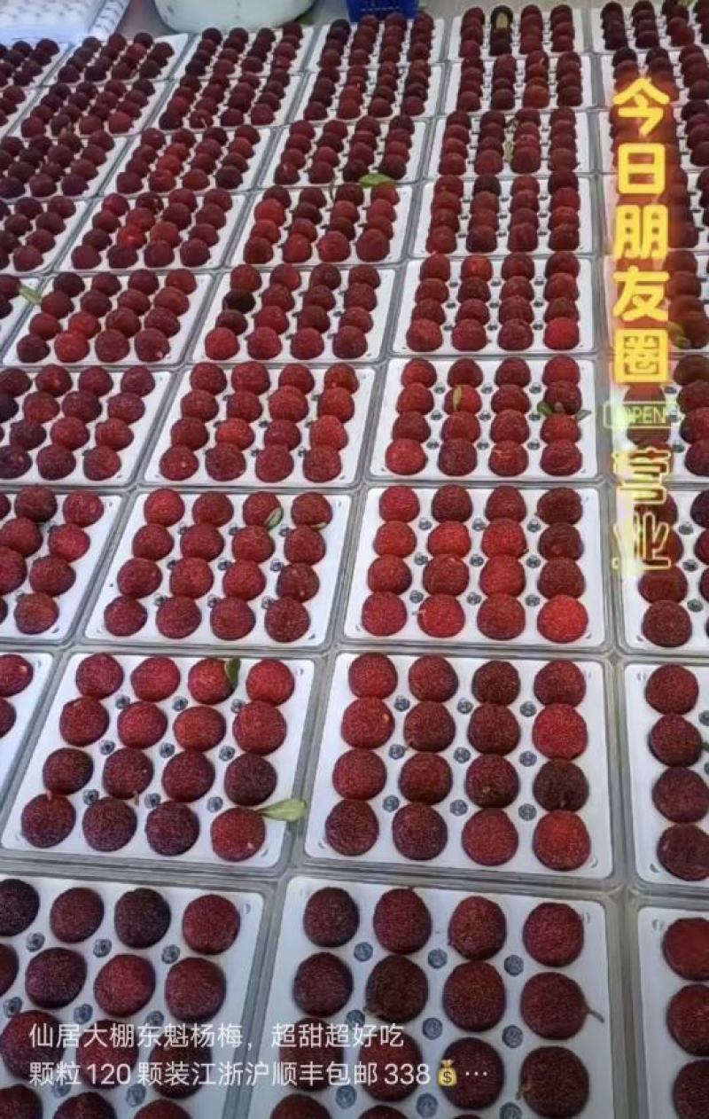 正品东愧杨梅15天后上市