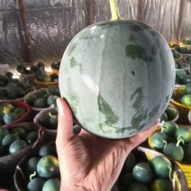 本地墨童西瓜无籽小西瓜大量上市产地直发量大从优欢迎来电