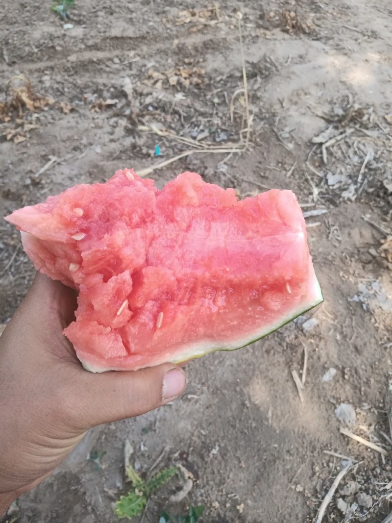 本地墨童西瓜无籽小西瓜大量上市产地直发量大从优欢迎来电