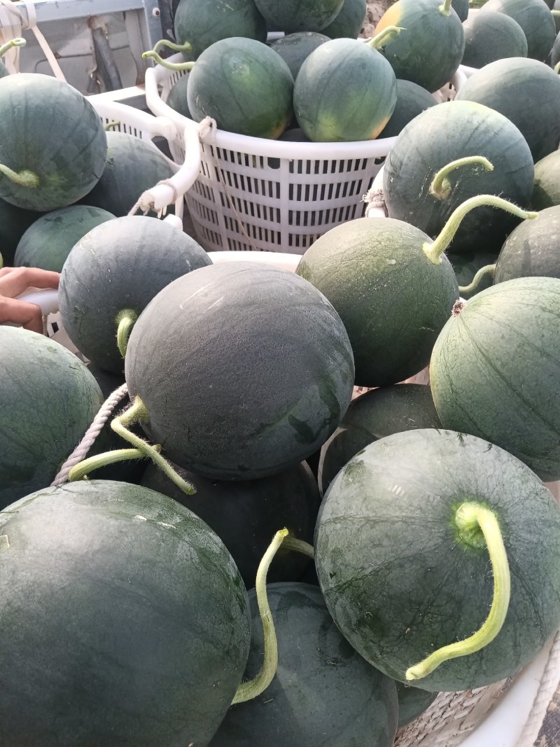 本地墨童西瓜无籽小西瓜大量上市产地直发量大从优欢迎来电