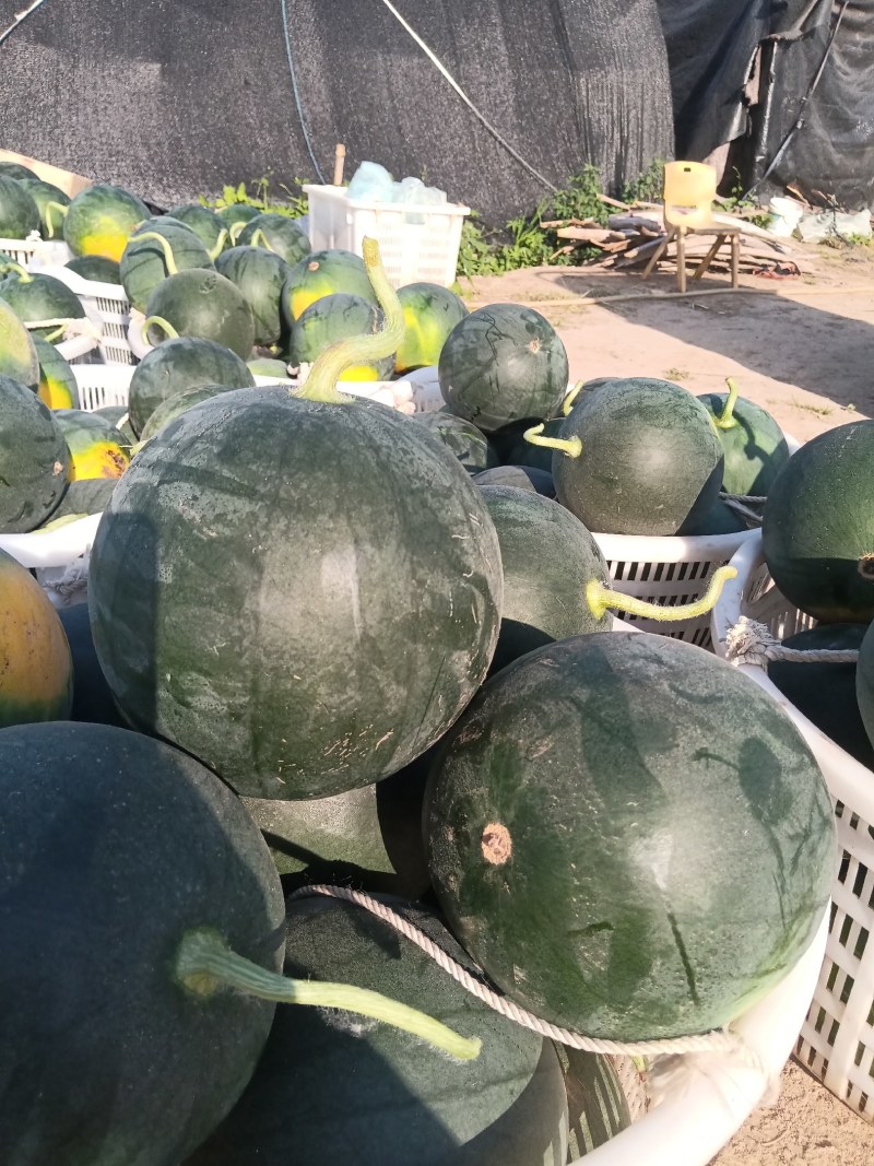 本地墨童西瓜无籽小西瓜大量上市产地直发量大从优欢迎来电