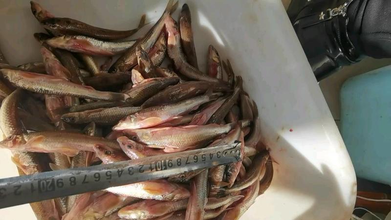 黑龙江棍子鱼，川丁鱼有量