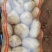 辽宁土豆精品黄心土豆大量供货价格实惠实力代收代发