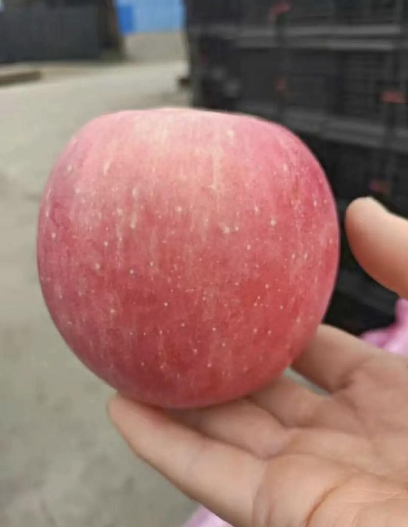 辽宁精品红富士苹果产地一手货源量大从优质量保证