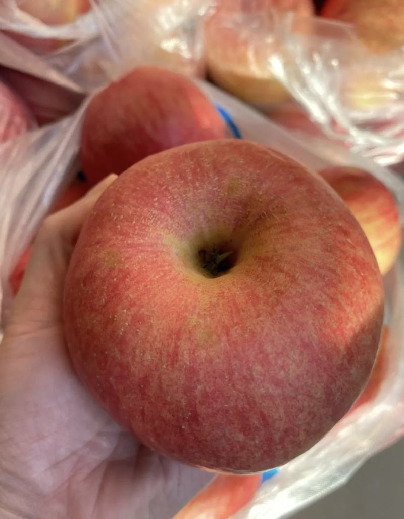 辽宁精品红富士苹果产地一手货源量大从优质量保证
