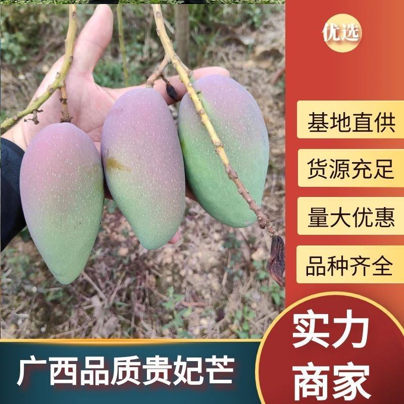 广西贵妃芒大量上市对接电商批发商社区团购