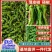 【鲜辣椒】山东精品薄皮椒现摘现发供应各大市场电商商超