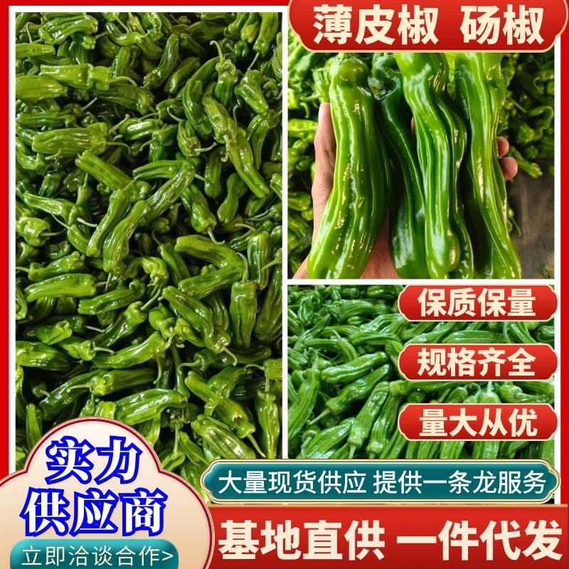 【鲜辣椒】山东精品薄皮椒现摘现发供应各大市场电商商超