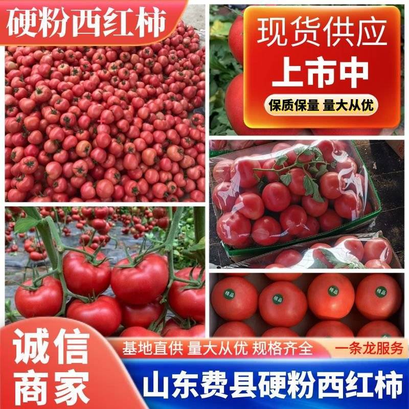 山东省临沂费县万亩硬粉西红柿大量上市现摘现发可农超对接