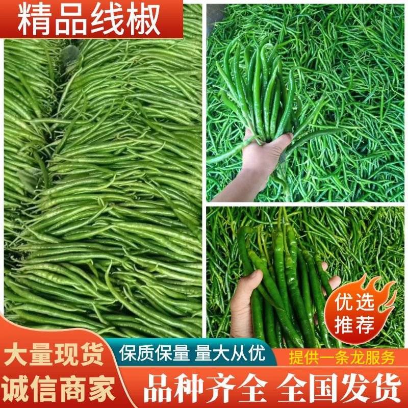 【费县线椒】线椒大量供应中产地一手货源可实地看货
