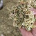 贵州省安龙县正宗纯野生金银花无硫自然晒干大开花