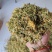 贵州省安龙县正宗纯野生金银花无硫自然晒干大开花