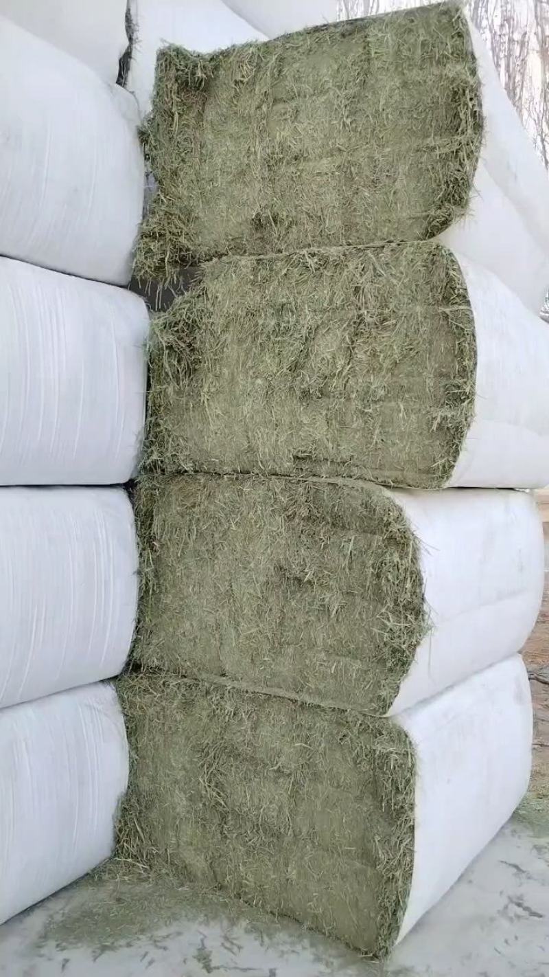套袖苜蓿草甘肃玉门紫花苜蓿草加密包大捆