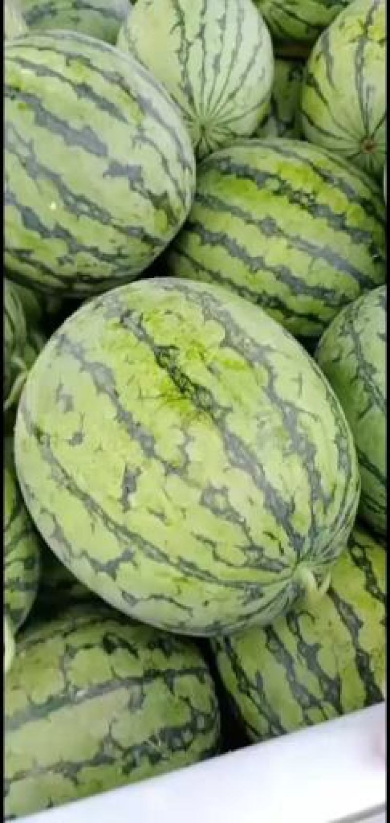 【推荐精选】西瓜大量供货自家种植一手货源欢迎电联