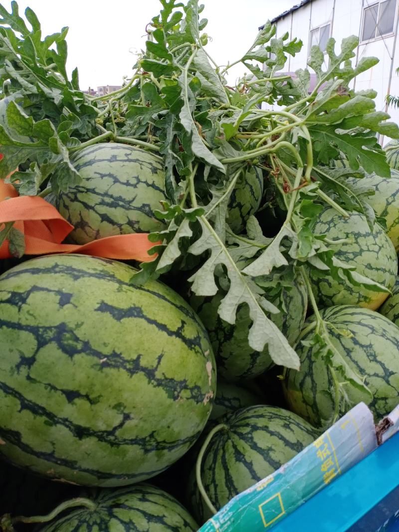 【推荐精选】西瓜大量供货自家种植一手货源欢迎电联