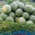 【推荐精选】西瓜大量供货自家种植一手货源欢迎电联