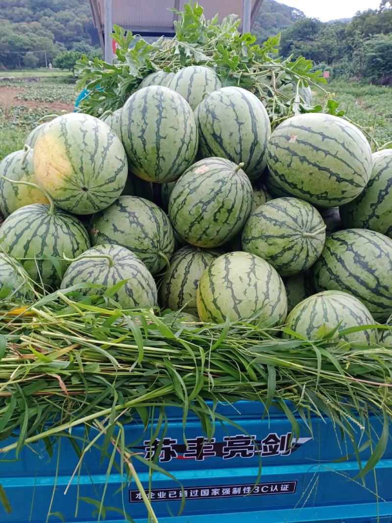 【推荐精选】西瓜大量供货自家种植一手货源欢迎电联