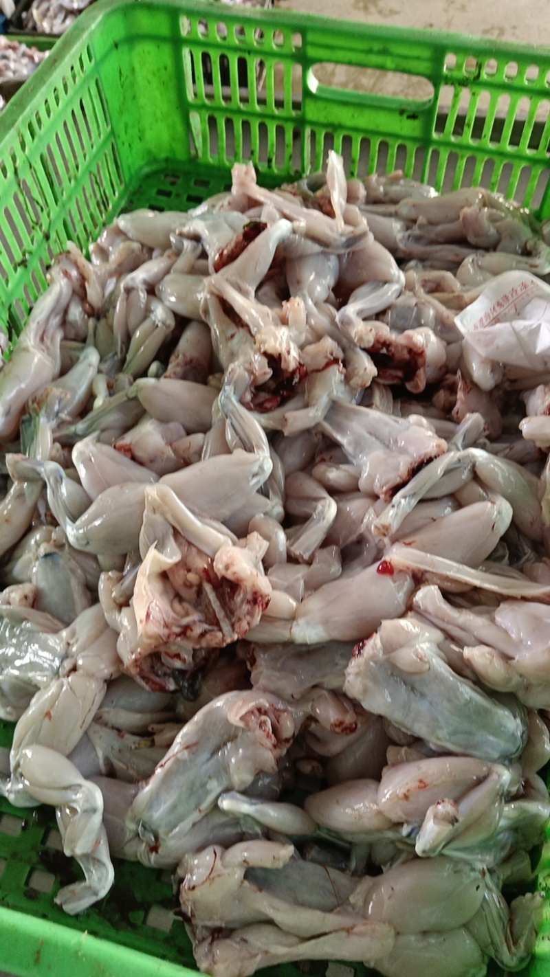 冰鲜现杀整只蛙肉切牛蛙块大中小号都有源头货