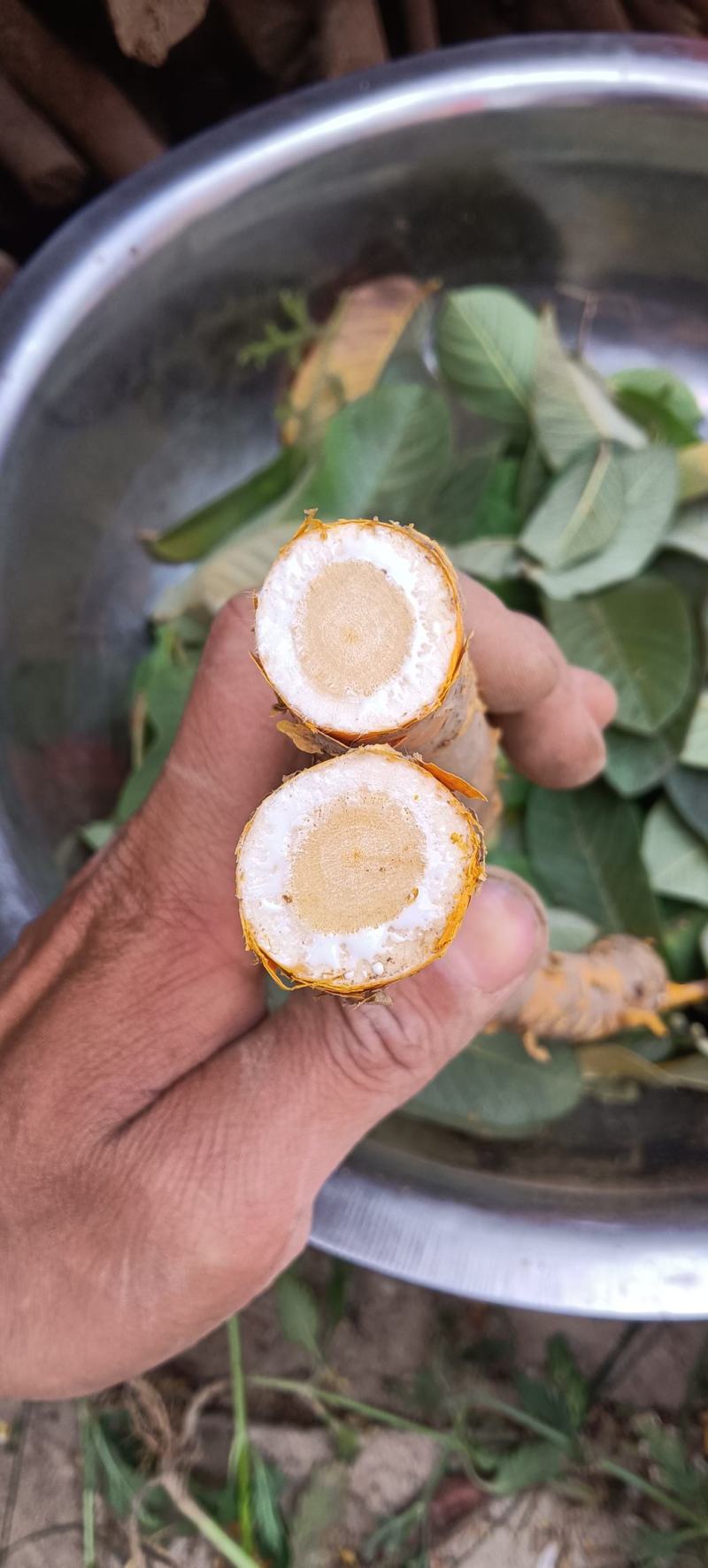 新鲜野生桑白皮桑根白桑皮桑根皮鲜干货出售