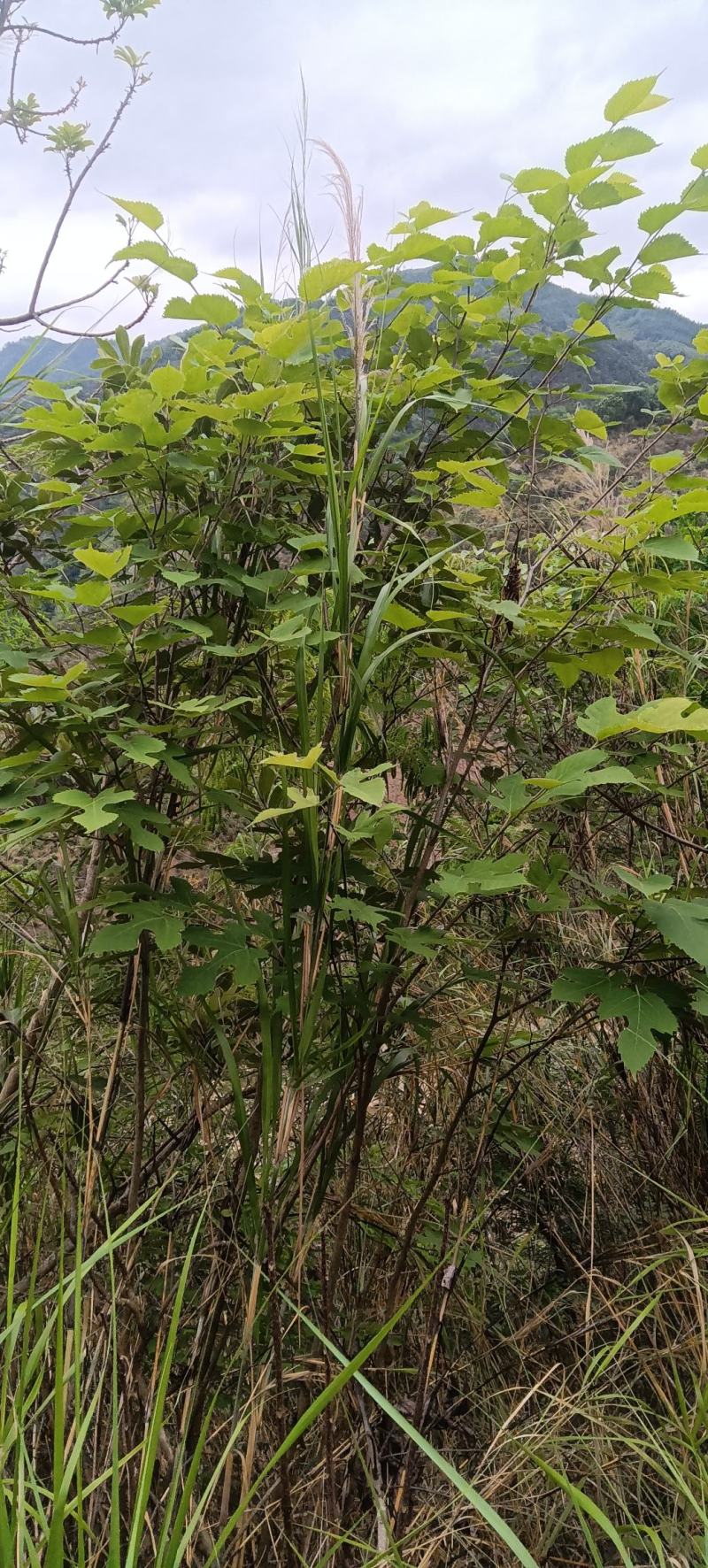 新鲜野生桑白皮桑根白桑皮桑根皮鲜干货出售